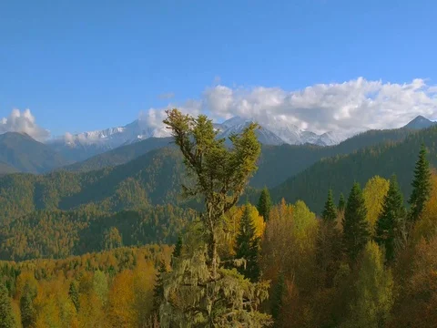 Lift the camera up behind the tree and view the mountains Stock Footage 81134233
