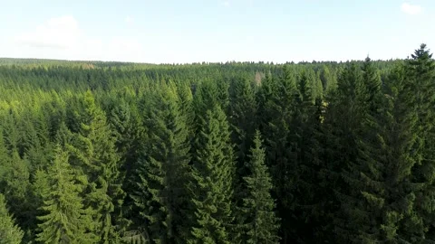 Lift-up drone flight over pine forest with blue sky in summer Video stock 318463115