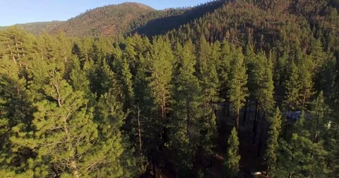 Lift Through the Pines Stock Footage 77697889