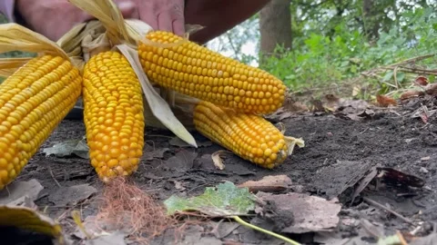 Lifted corn from the ground video Stock Footage 252354647