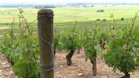 Lifted vineyard under the sun Stock Footage 83445344