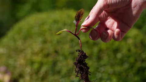 Lifting beetroot seedling, showing root system, slow motion Stock Footage 329228657