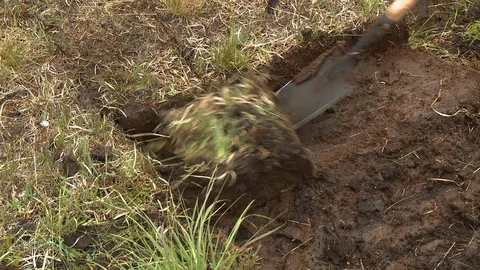Lifting Block of Sod Out of Ground Video stock 118972773