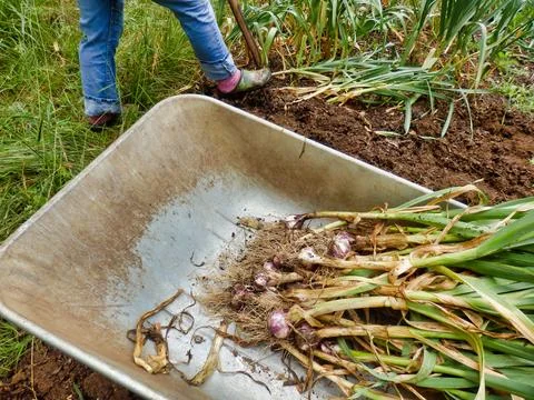 Lifting Garlic. Stock Photos