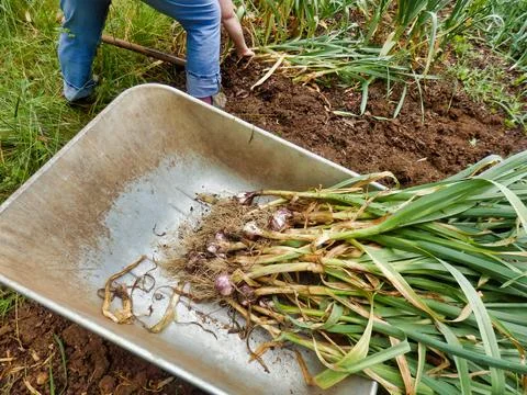 Lifting Garlic. Stock Photos