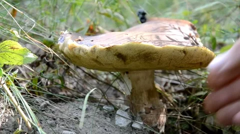 Lifting the mushrooms Stock Footage 41426838