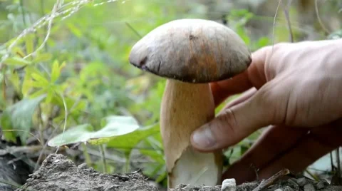 Lifting the mushrooms Stock Footage 41426873