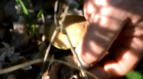 Lifting the mushrooms Stock Footage 41426898
