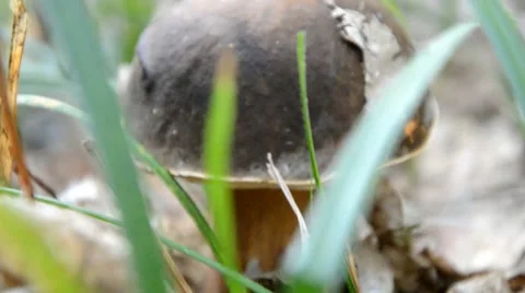 Lifting the mushrooms Stock Footage 41426939