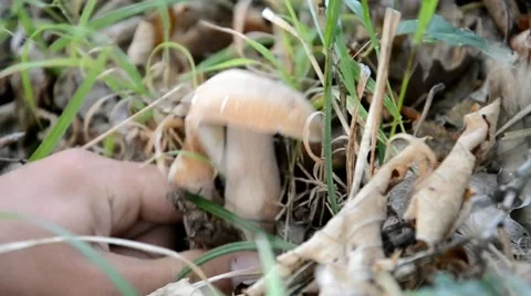 Lifting the mushrooms Stock Footage 41426970