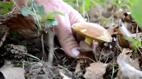 Lifting the mushrooms Stock Footage 41426987