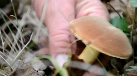 Lifting the mushrooms Stock Footage 41427026