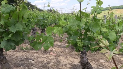 Lifting in the vines by a man Stock Footage 83445189