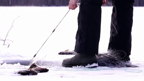 Lifting winter gillnets with perch and bream Stock Footage 74505710