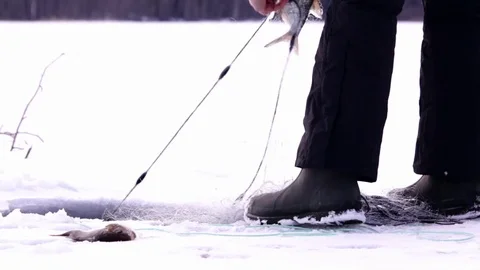 Lifting winter gillnets with perch and bream Stock Footage 74505770