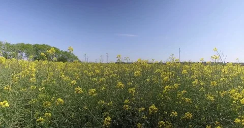 Liftoff craneshot over rapefields_DJI 0005 4 Video stock 76518942