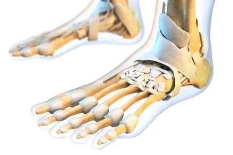 Ligaments of the human foot Stock Illustration