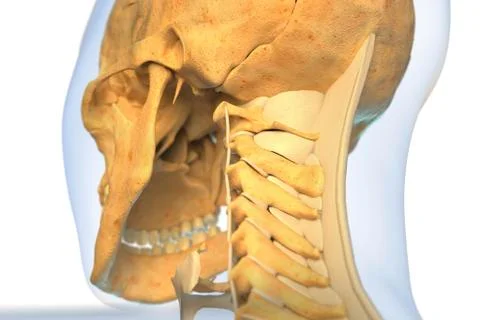 Ligaments of the human neck Stock Illustration
