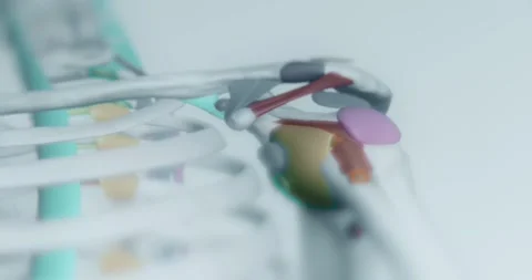 Ligaments of the human shoulder Stock Footage 313622965