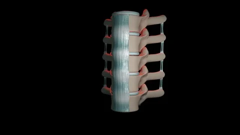 Ligaments of the Vertebral Column Stock Footage 122640793