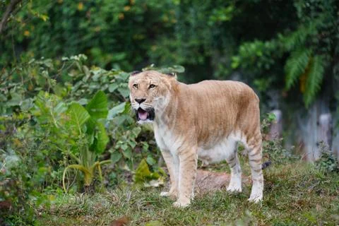 Liger 1 Stock Photos