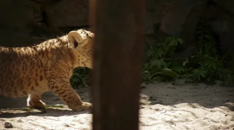 Liger-cub Stock Footage 25532328