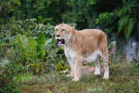 Liger portrait Stock Photos