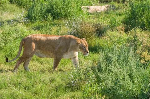 Liger walking Stock Photos