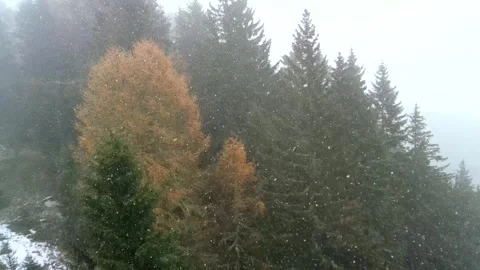 Light airy snow falling on yellow green trees Stock Footage 256156847