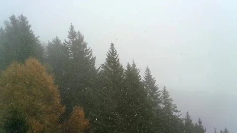 Light airy snow falling on yellow green trees 2 Stock Footage 256156848