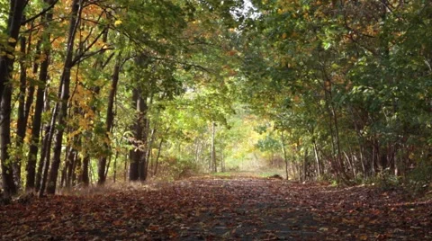 Light alternately in the autumn forest Stock Footage 42436698