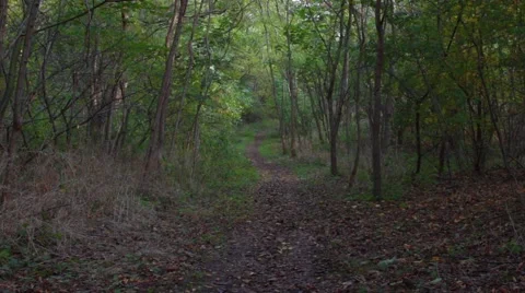 Light alternately in the autumn forest Video stock 42439128