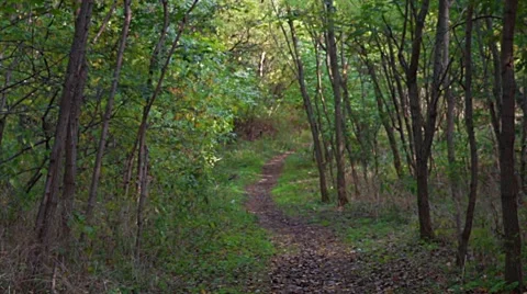 Light alternately in the autumn forest Video stock 42442191