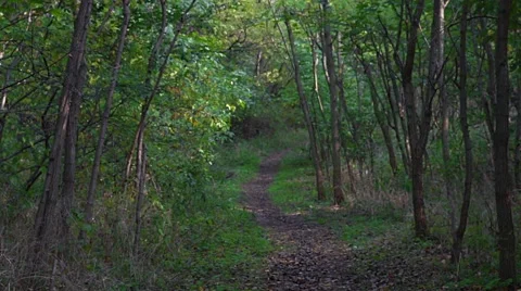 Light alternately in the dark forest Stock Footage 42439898