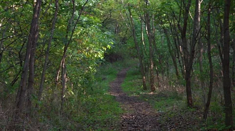 Light alternately in the forest Stock Footage 42440337