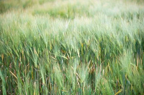 Light Among the Barley Stock Photos
