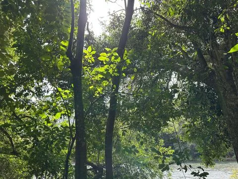 Light Among the Trees of the Forest Stock Photos