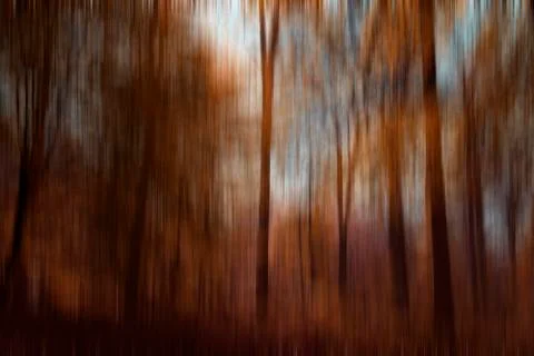 Light among the trees Foto stock