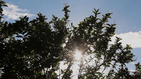 Light Amongst the Leaves Stock Footage 93782032