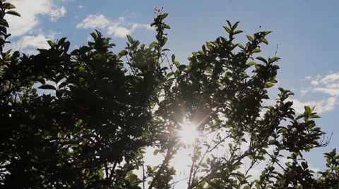 Light Amongst The Leaves  - time-lapse 库存影片 37344566