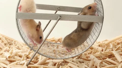 Light and dark hamsters slowly run in the wheel. Small pets Stock-Footage 244729004