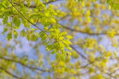 Light and darkness interact on jagged leaves creating visual contrast. Sunl.. 스톡 사진