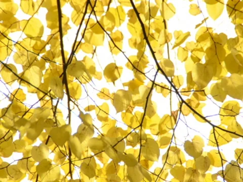 Light and fall. Related clips are in my portfolio in 1920x1080. Video stock 45613377