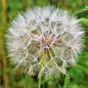 Light and fluffy. Stock Photos
