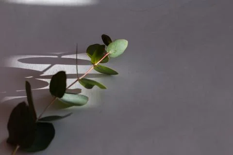 Light and leaf of wild flower Stock Photos