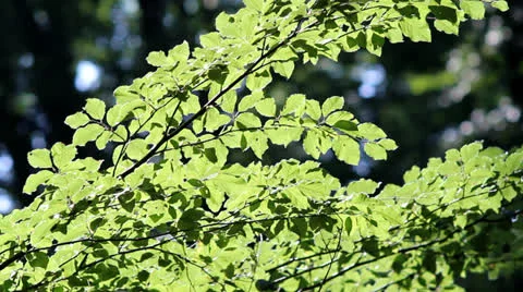 Light and leaves Stock-Footage 26401767