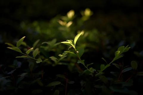 Light and Leaves. Stock Photos