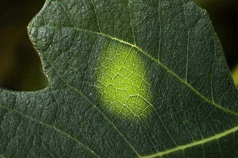 Light and nerves in leaf Stock Photos