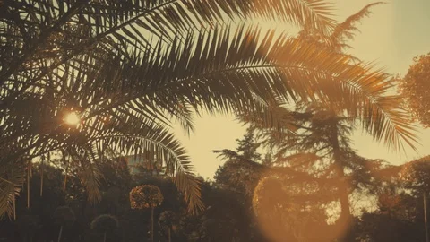 Light and palm. Sun rays and palm branches. Stock Footage 108894213