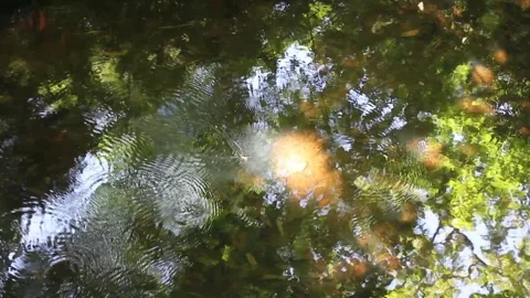 Light and reflections in a pond Stock Footage 249361078